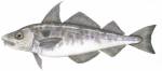 Haddock