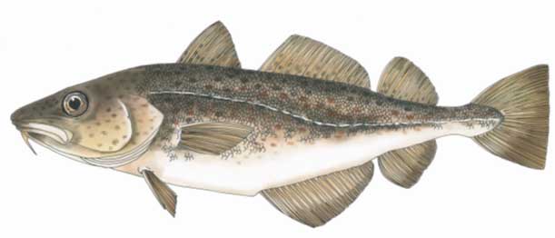 Cod