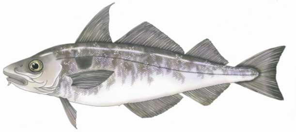Haddock