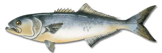 Bluefish