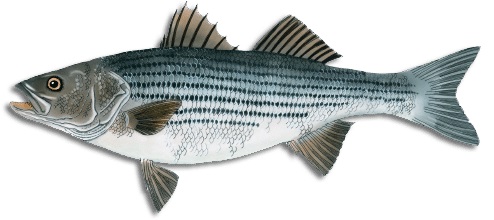 Striped Bass
