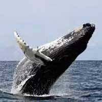Maine Whale Watch